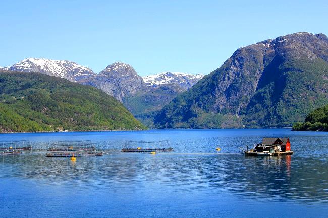  Norwegens Westküste, Fjordnorwegen, Fjordlandschaft des Maurangerfjords
